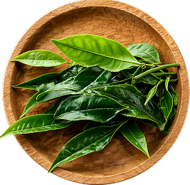 Tea Tree